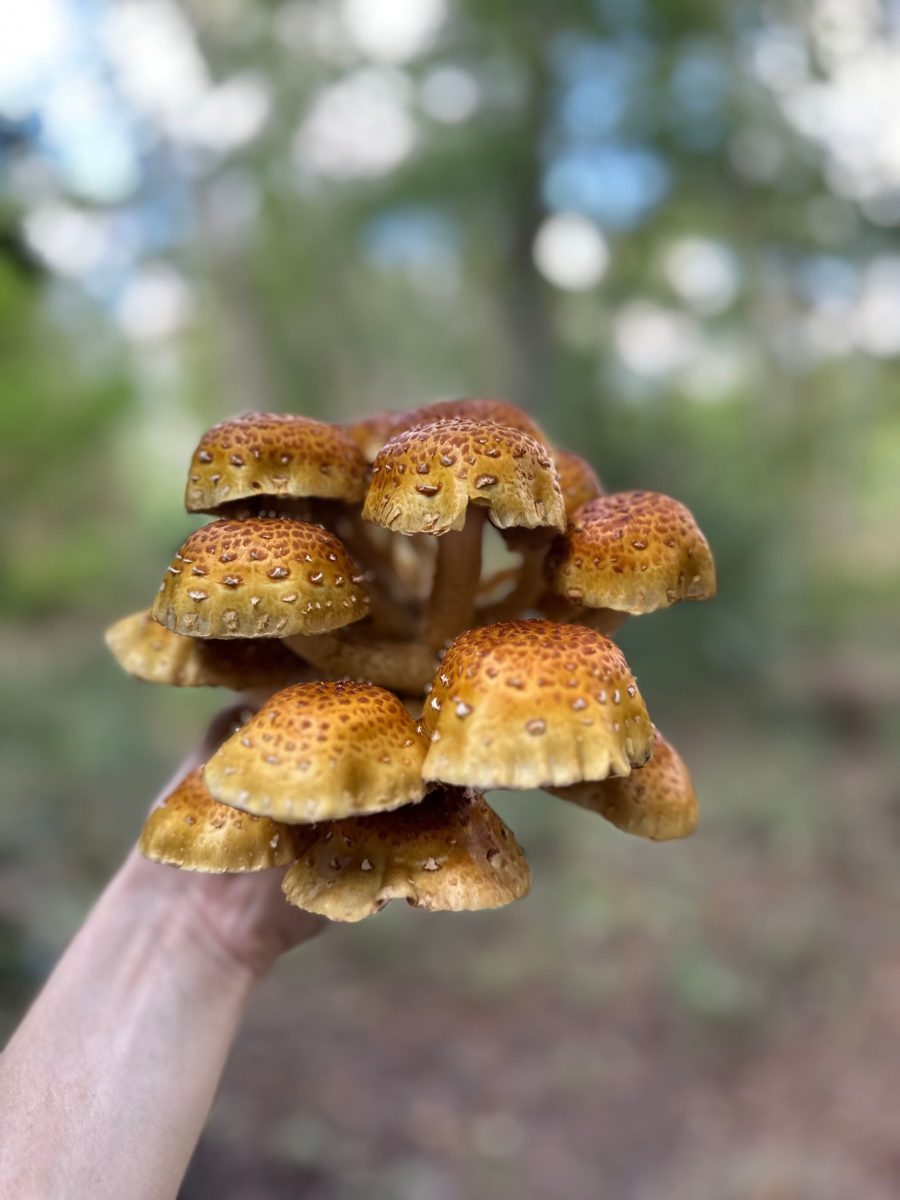 A ‘passion to share’ health recovery path leads to Laurens-based mushroom farm
