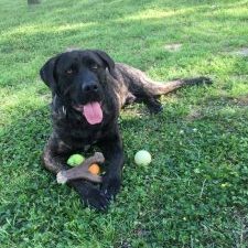 Champ is living his best life and is in a contest to become America's favorite pet.