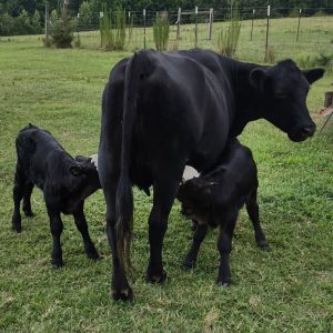 twin calves 2026